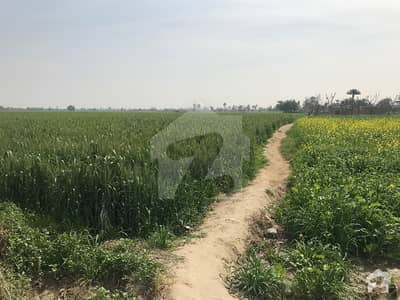 Agricultural Land For Sale At Kallarwali- Jatoi Road Near Zafar Cotton Factory