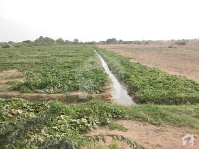 6 Acre Cultivated survey land near to Late Stop MirpurSakro Thatta