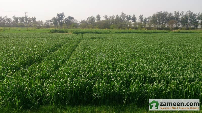 160 Kanal Agriculture Land - Near To Suwis Farm House Available For Sale Off Burki Road