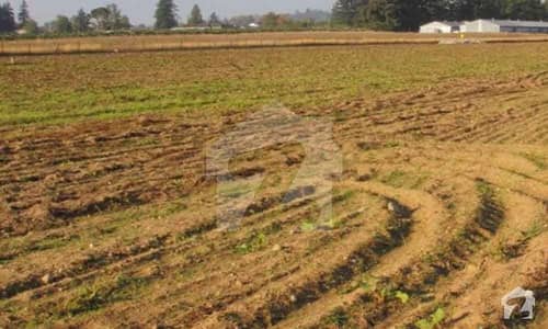 50 Acre Agriculture Land For Sale With Orange Fields For Sale Full Ready Orange Trees