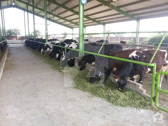 Dairy Farm Is Available For Sale