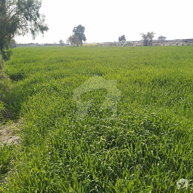 100 Kanal Agricultural Land For Sale In Muzaffargarh Pakistan