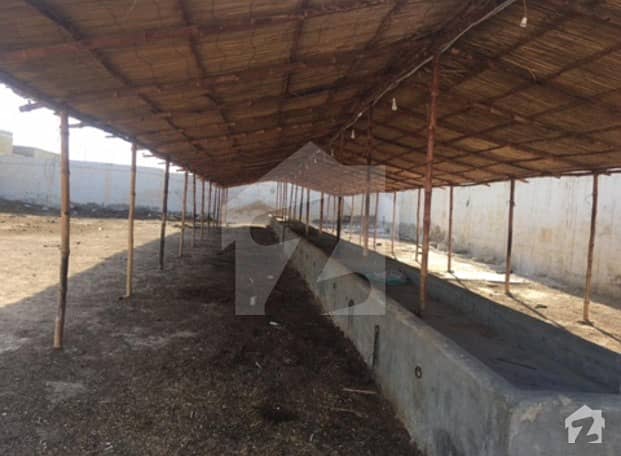 Cattle Farm Available For Rent