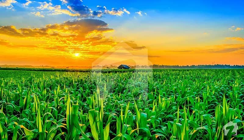 12.5 Acre Zarrai Rakba Demand Per Acre 12 Lakh Rupee 12.5 Acre Zarrai Rakba Demand Per Acre 12 Lakh Rupee