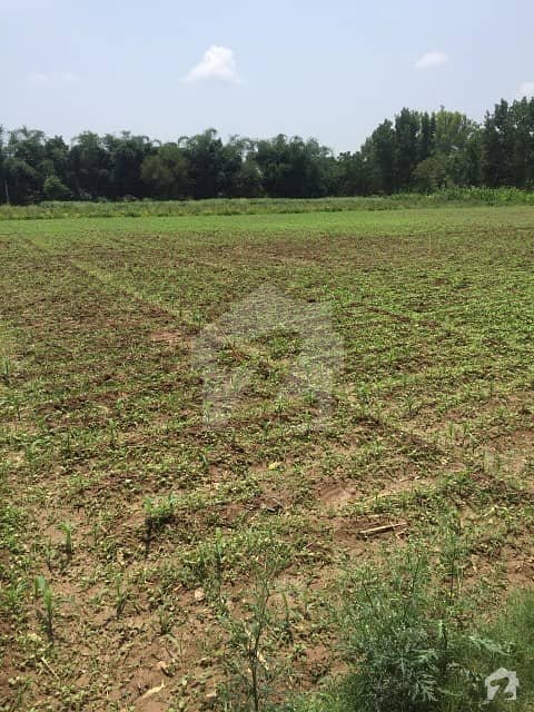 109 Kanal Agricultural Land Garden For Sale