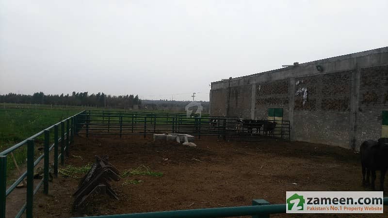25 Kanal Cattle Farm For Sale In Chak Beli Khan Road Rawalpindi