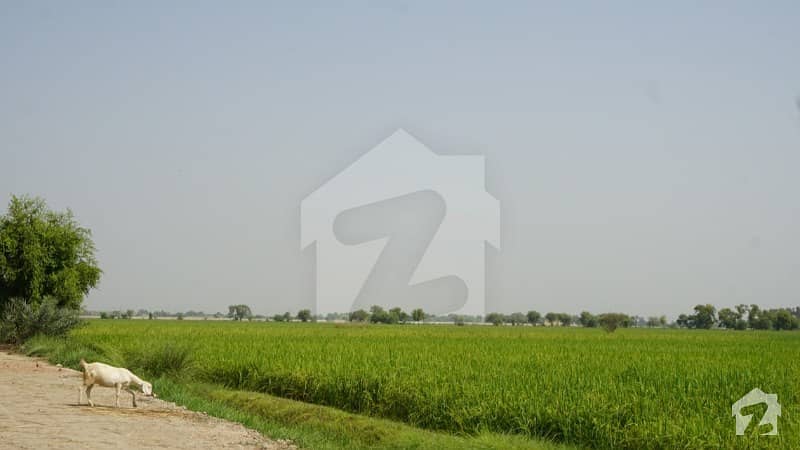 الہ آباد روڈ لیاقت پور میں 200 کنال زرعی زمین 12.5 کروڑ میں برائے فروخت۔
