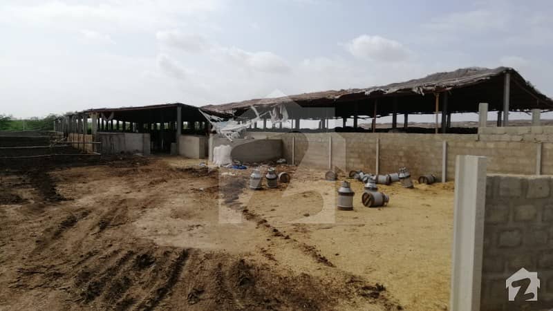 Dairy Farm Is Available For Sale Running Dairy Farm Space For 150cows