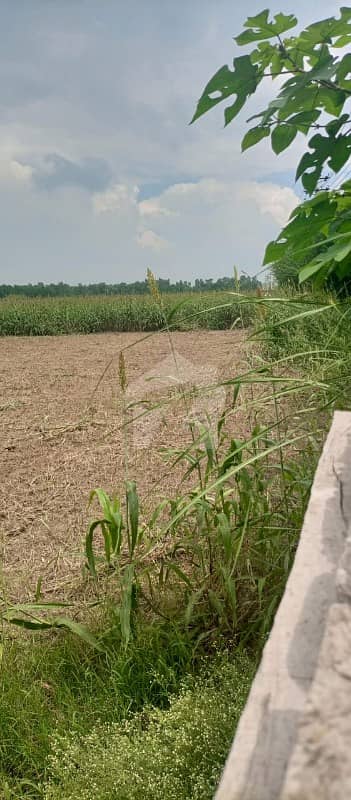 Agriculture Land For Sale With 100 Feet Front