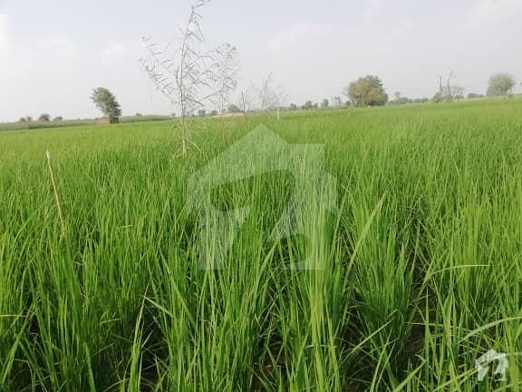 سرایچ لاہور میں 4.51 کنال زرعی زمین 50 لاکھ میں برائے فروخت۔