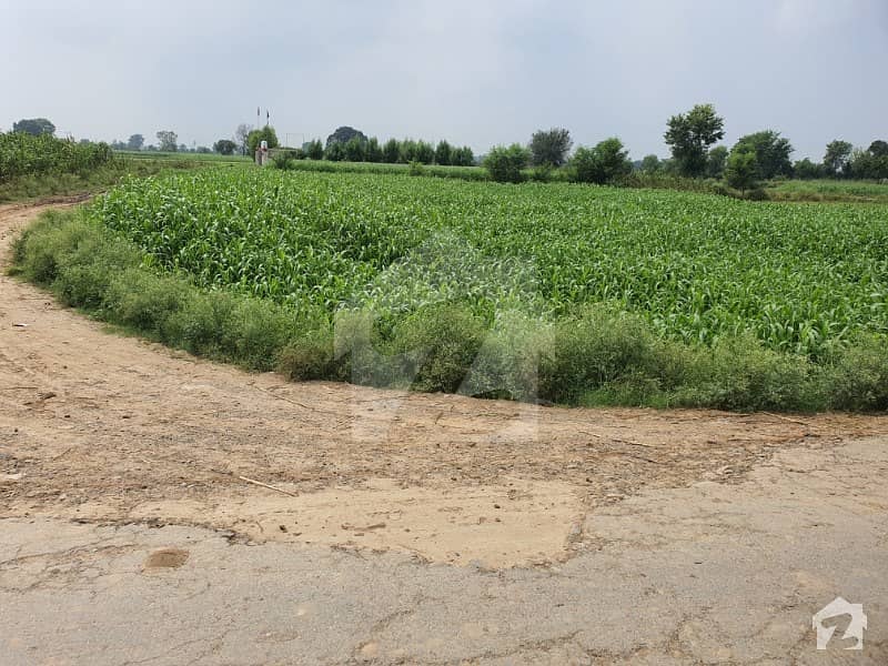 گاگا روڈ لاہور میں 8 کنال زرعی زمین 2 کروڑ میں برائے فروخت۔