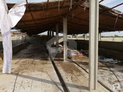 Dairy Farm Cattle farm is available for sale Running Dairy Farm Space for 300Cows Dairy Farm Cattle farm is available for sale Running Dairy Farm Space for 300Cows