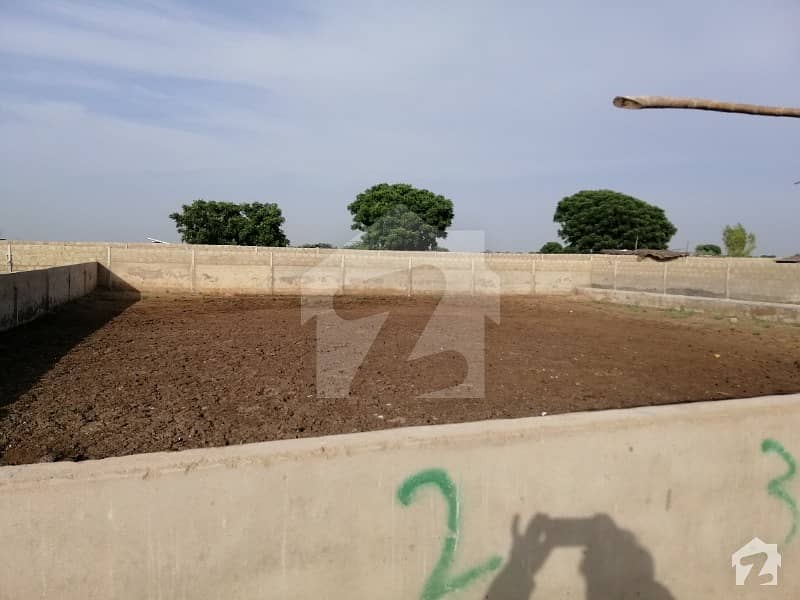 Dairy Farm  Cattle Farm Is Available For Sale Running Dairy Farm Space For 300 Cows