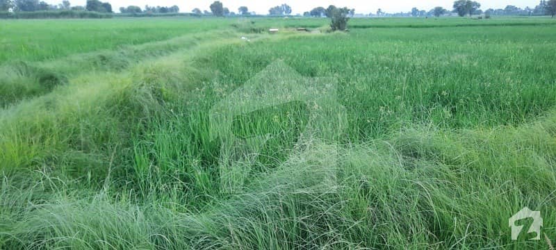 Agricultural Land In Jhang Sadar For Sale