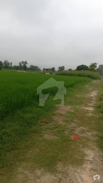 گاگا روڈ لاہور میں 10800 کنال زرعی زمین 33 کروڑ میں برائے فروخت۔